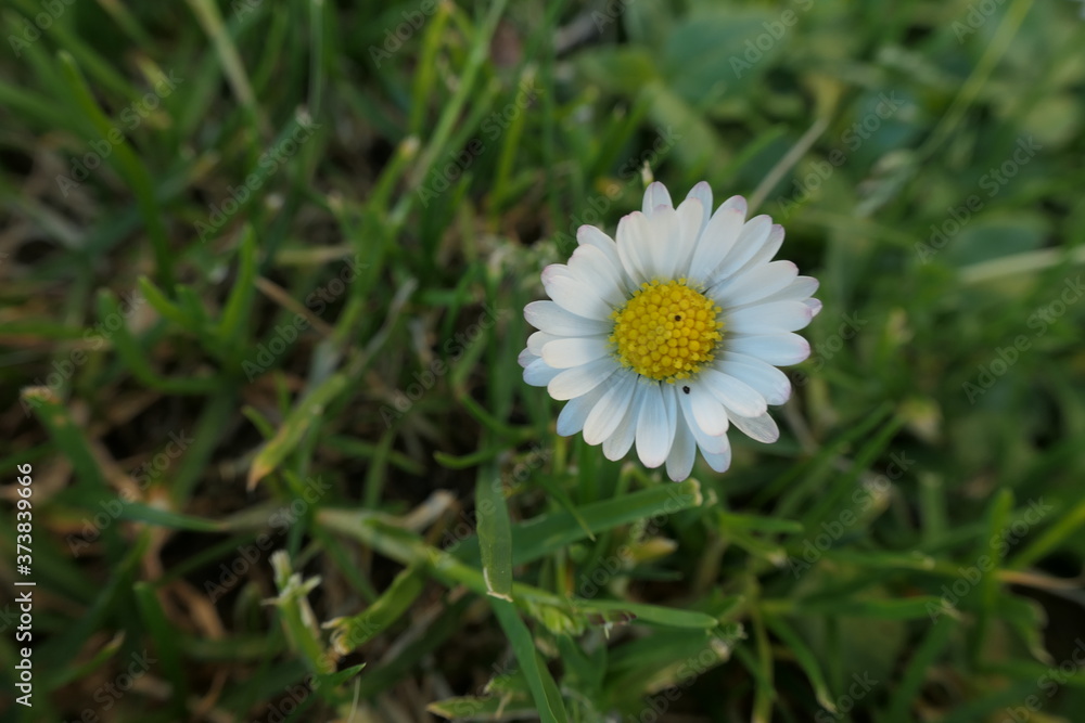 white daisy flower white daisy flower