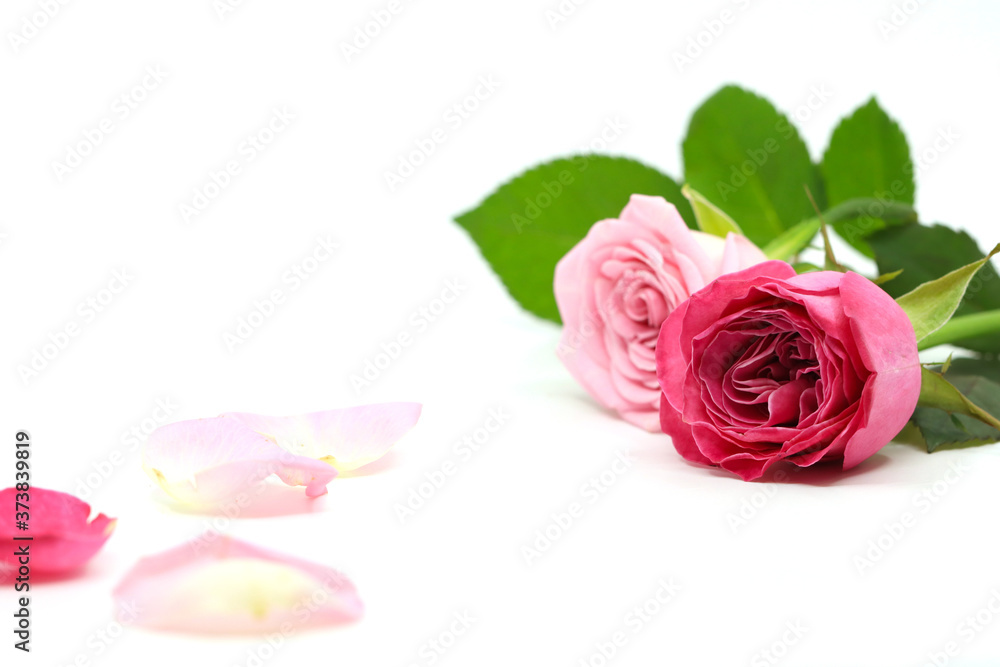 pink rose on white background