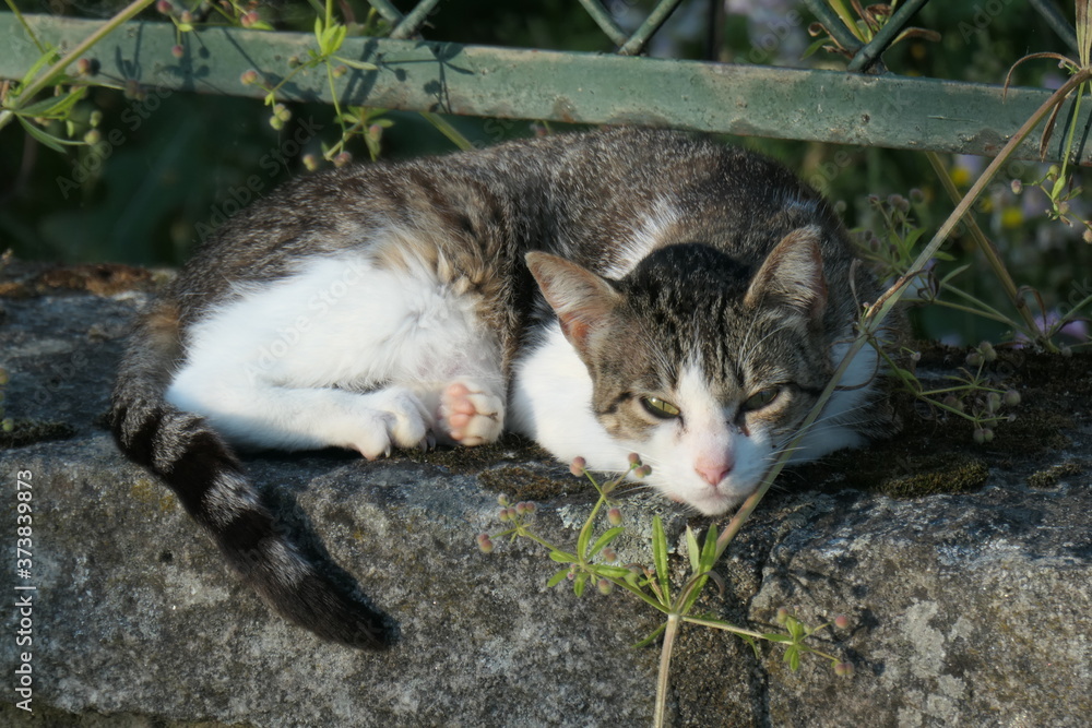 Obraz premium cat on the grass