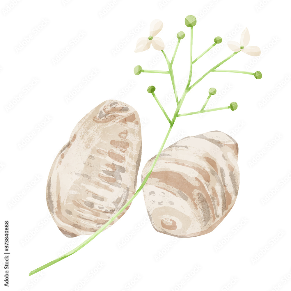 沢瀉 タクシャ 漢方薬の生薬水彩イラスト Stock ベクター Adobe Stock