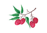 Lychee, fresh berries isolated on white background. Lychee fruit on a branch with green leaves. Watercolor illustration.