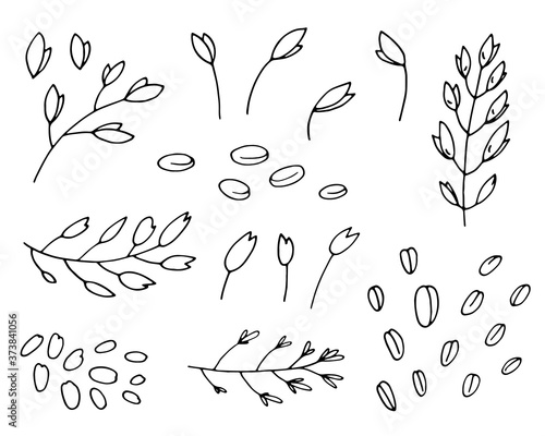 Simple black hand drawn linear illustration of cereal plants, agriculture industry organic crop products for oat groats flakes, oatmeal packaging design. 