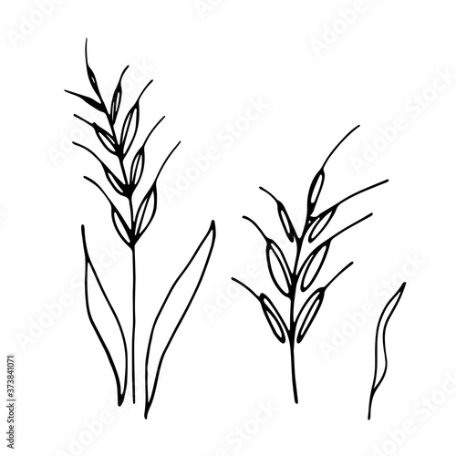 Oat plant simple linear vector icon. One line drawing wheat ears. 