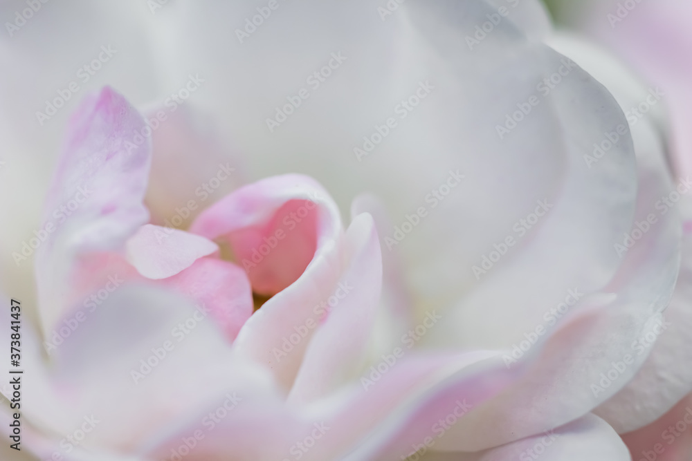 Soft focus, abstract floral background, pale pink rose petals. Macro flower backdrop for holiday design