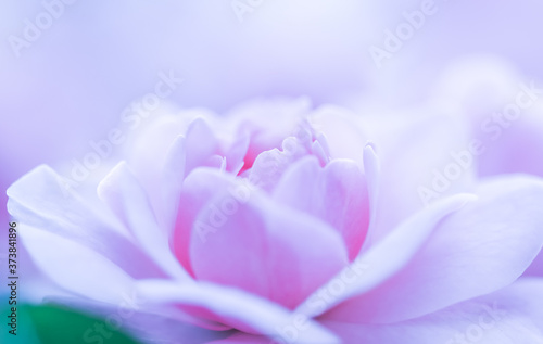 Soft focus  abstract floral background  purple rose flower. Macro flowers backdrop for holiday brand design
