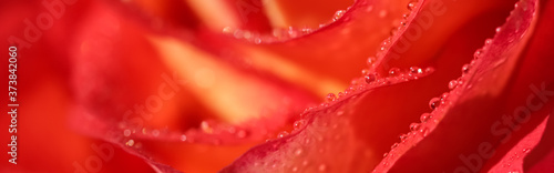 Soft focus  abstract floral background  red rose flower with water drops. Macro flowers backdrop for holiday design