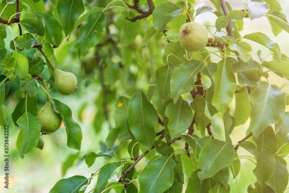 Pear tree branch with hanging fruits. Harvest time Pear tree branch with hanging fruits. Harvest time
