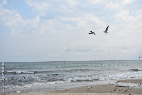 beach  water  birds  wings  a pair of birds in flight  birds on sea sand  birds in flight over the sea