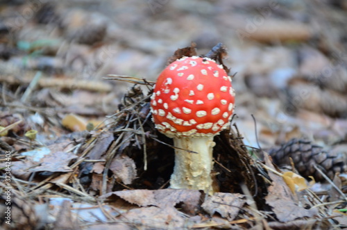 Red mushroom toadstool in the forest under dry leaves in autumn