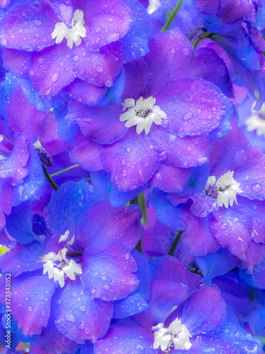 USA, Washington State, Sammamish close up image of a blue delphinium Fototapet