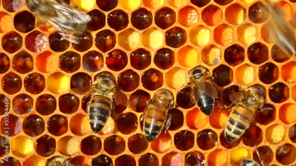 Bees defend themselves from insects from other colonies.
Alien insects penetrate the hive to steal honey.
Bees defend themselves from insects from other colonies.
Alien insects penetrate the hive to steal honey.