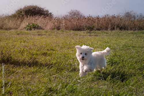 Adorable bichon frisé croisé maltais courant dans les champs normands du GR 21 © Benoît