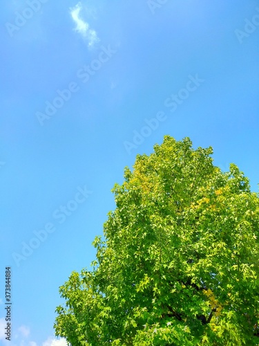 青空と木