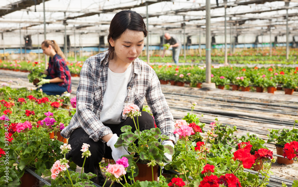 Successful chinese skilled florist girl working with flowers in greenhouse. High quality photo