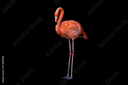 Flamingo standing looking at the viewer isolated black background landscape orientation