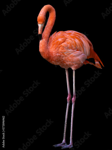 Flamingo standing looking at the viewer isolated black background portrait orientation