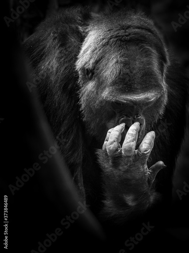 Gorilla with focus on the hand in black & white