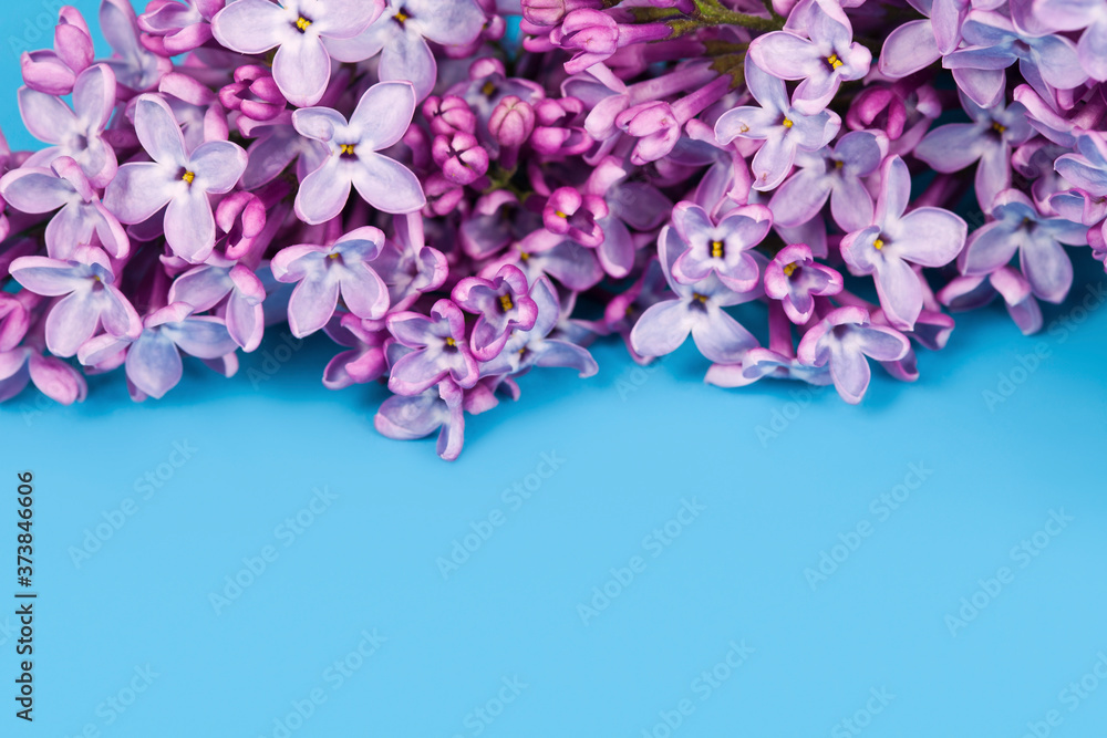 Blossoming branch of lilac (Syringa vulgaris). Violet flowers on a blue background. 