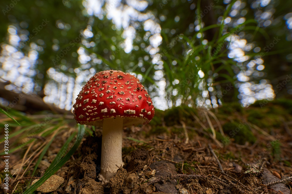 Toxic mushroom Amanita muscaria Toxic mushroom Amanita muscaria