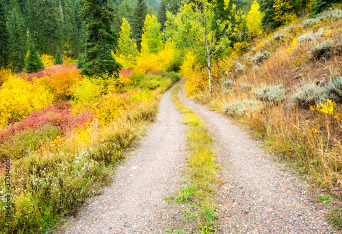 USA, Wyoming, Hoback fall colors along Highway 89 and gravel road, with Dogwood, Willow, Evergreens, Aspens photo