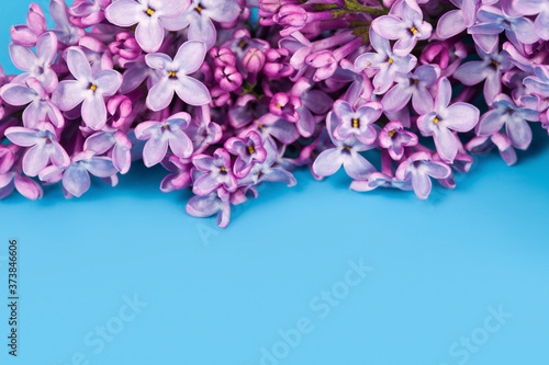Blossoming branch of lilac (Syringa vulgaris). Violet flowers on a blue background. 