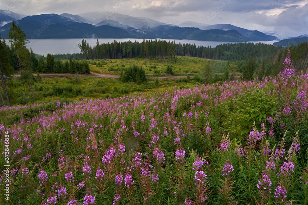 Mountain flowers with lake in background