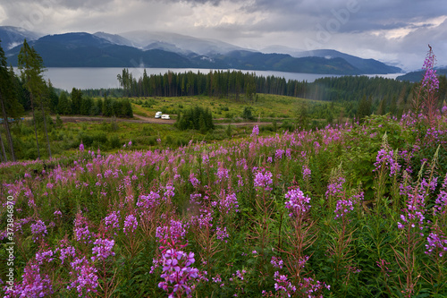 Mountain flowers with lake in background