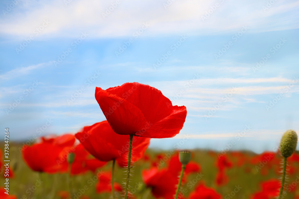 Naklejka premium Beautiful red poppy flowers growing in field, closeup
