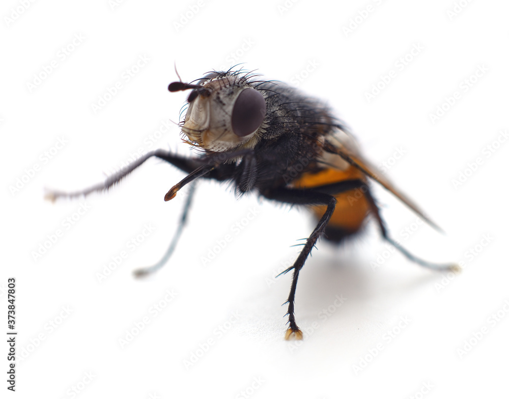 One big fly. One big fly.