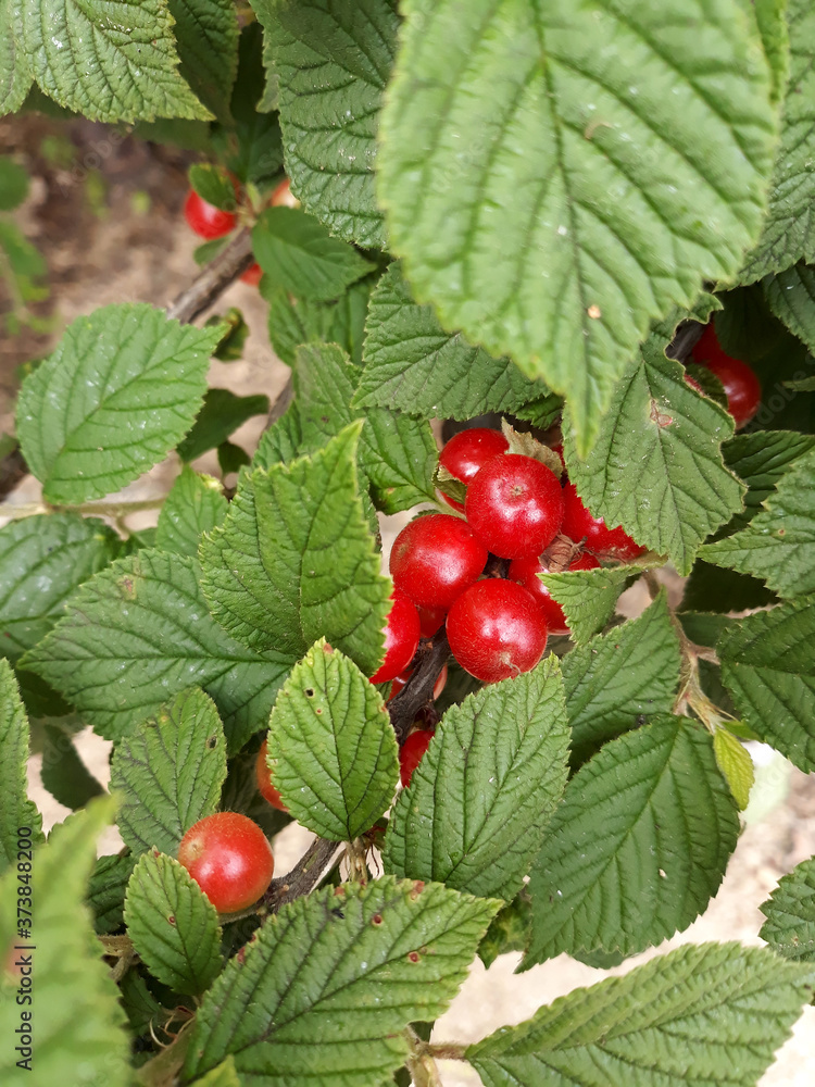 close up cherry tree . Korean-type cherry and leaves . 