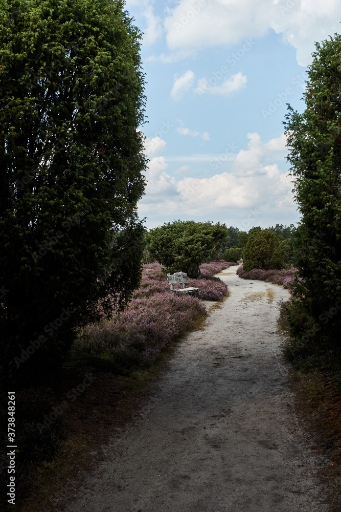 Dark sand path through the heath, with high guard bushes along the way through the heath landscape Dark sand path through the heath, with high guard bushes along the way through the heath landscape