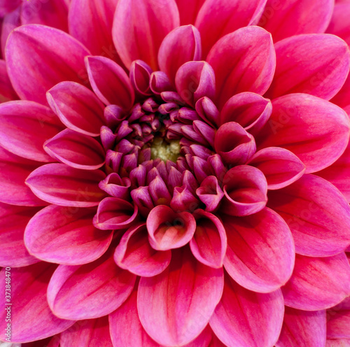 pink dahlia flower © Евгений Лютиков