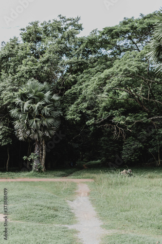 trees in the park