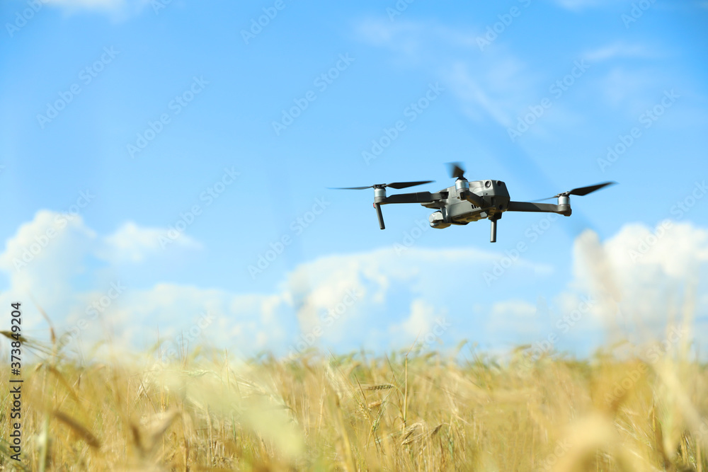 Modern drone flying over wheat grain field on sunny day. Agriculture industry Modern drone flying over wheat grain field on sunny day. Agriculture industry