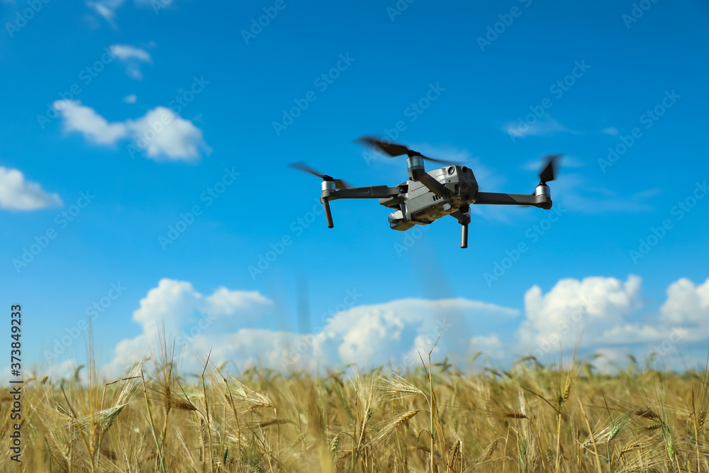Modern drone flying over wheat grain field on sunny day. Agriculture industry Modern drone flying over wheat grain field on sunny day. Agriculture industry