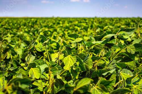 green leaves and beans of young soybeans in the field