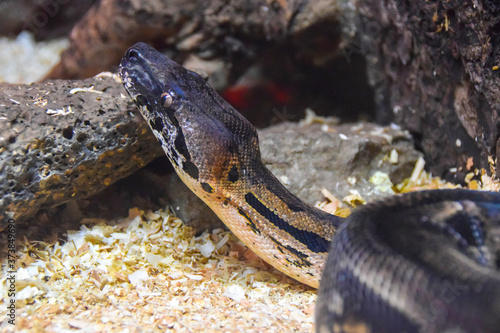 Fotótapéta portrait of a snake lying in an aviary