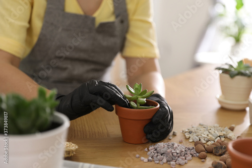 Woman potting succulent plant on wooden table at home, closeup. Engaging hobby