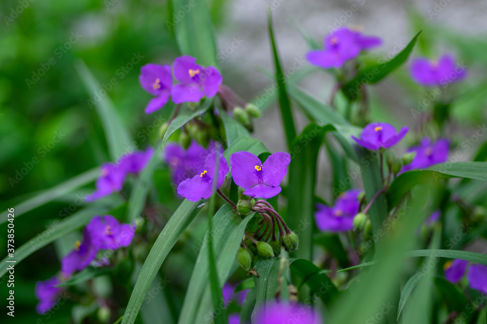 Tradescantia virginiana the Virginia spiderwort purple violet flowering plants, three petals flowers in bloom Tradescantia virginiana the Virginia spiderwort purple violet flowering plants, three petals flowers in bloom