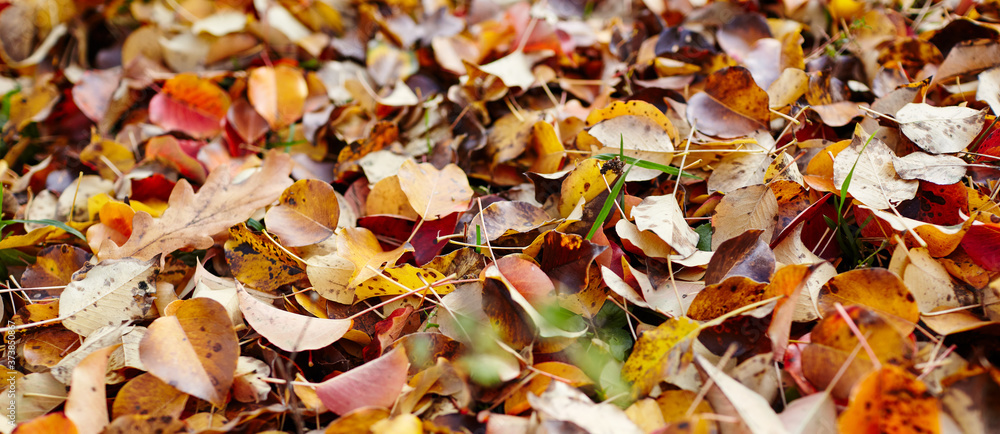 Beautiful autumn leaves on grass. The bright colors of fall. Blurred image, selective focus Beautiful autumn leaves on grass. The bright colors of fall. Blurred image, selective focus