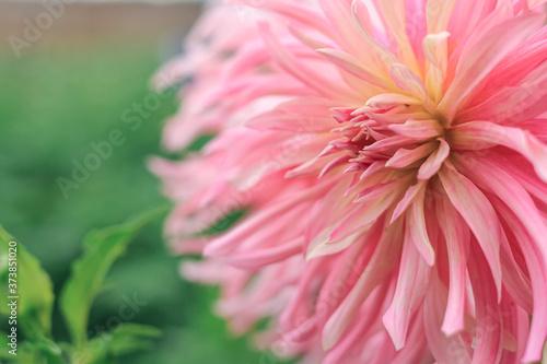 Dahlia flower. Close view of a pink flower dahlia in the garden. Floral beautiful background.