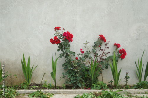 Fototapeta Naklejka Na Ścianę i Meble -  Flowers rose