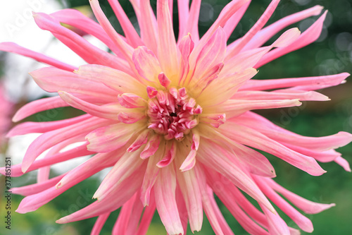 Dahlia flower. Close view of a pink flower dahlia in the garden. Floral beautiful background.