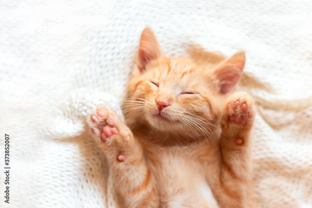 Cute little red kitten sleeps lying on your back on knitted white blanket. funny pets. ginger cat Cute little red kitten sleeps lying on your back on knitted white blanket. funny pets. ginger cat