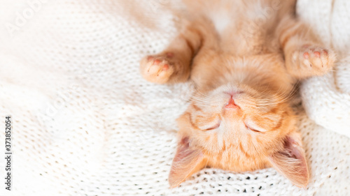 Cute little red kitten sleeps lying on your back on knitted white blanket. funny pets. ginger cat. Banner