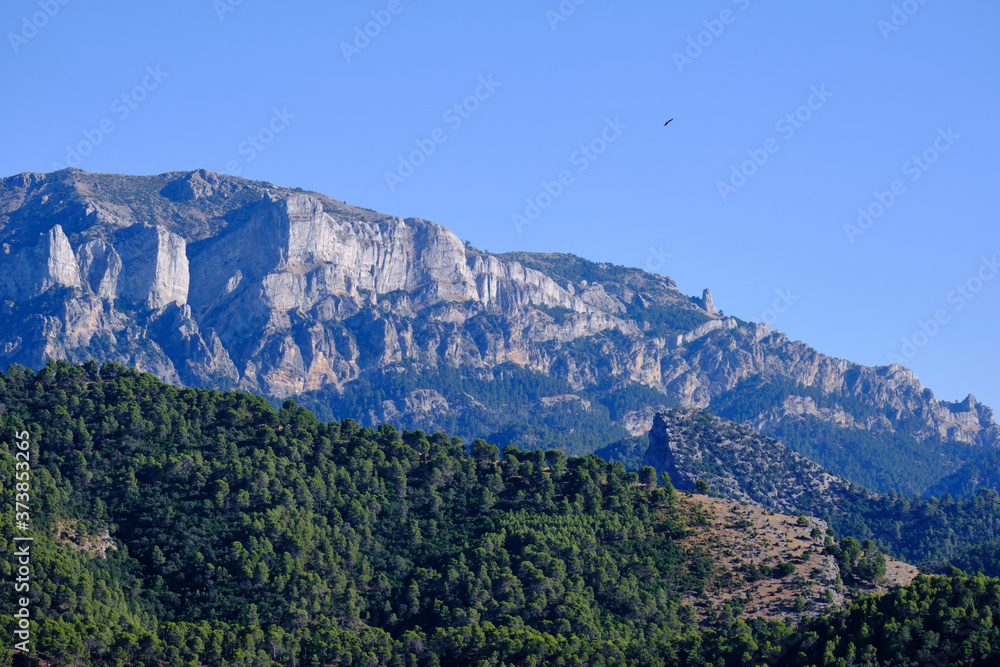 Gran bosque verde con un pico rocoso al fondo en la Sierra de Cazorla, Jaén Gran bosque verde con un pico rocoso al fondo en la Sierra de Cazorla, Jaén