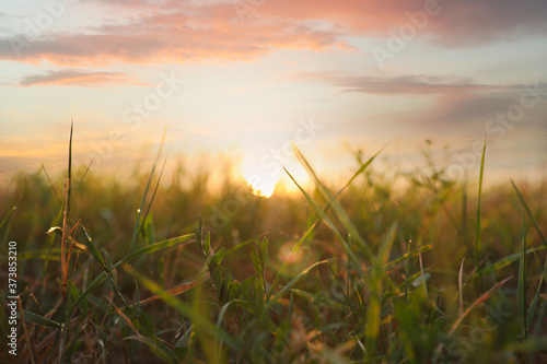 Green grass in field at sunrise. Early morning landscape