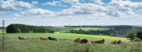 cows lie in meadow with countryside landscape of german eifel in the background