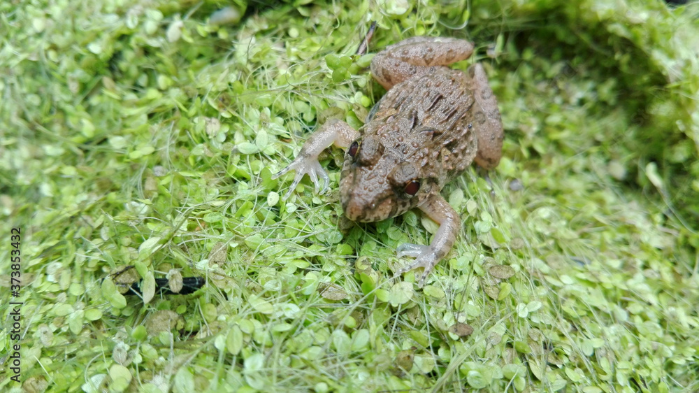 Frog baby, in the rainy season there are many of baby frogs in natural pond in Asia.