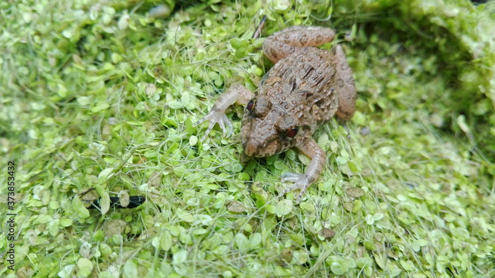 Frog baby, in the rainy season there are many of baby frogs in natural pond in Asia. Frog baby, in the rainy season there are many of baby frogs in natural pond in Asia.